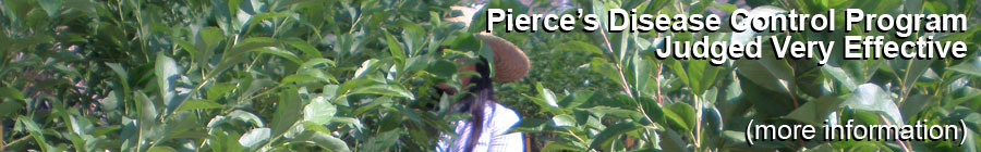 Pierces Disease