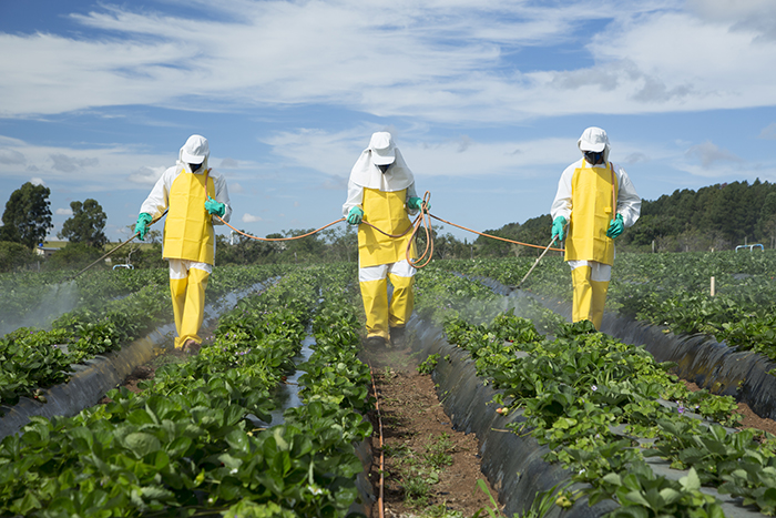 Spraying Pesticides